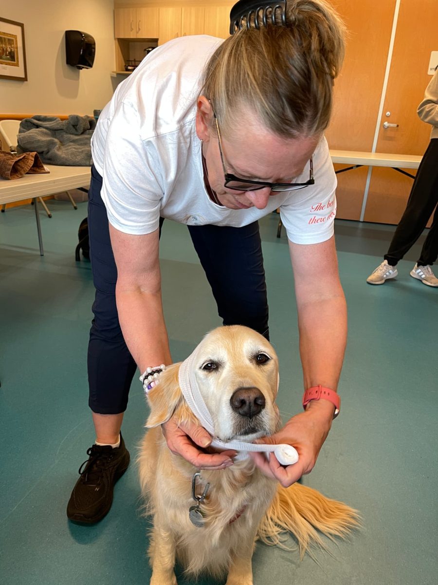 Student practising a muzzle wrap on a calm golden retriever